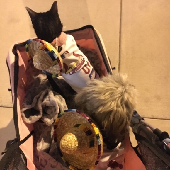 Hello there! I’m Jacquelyn! - Picture 6 of 8